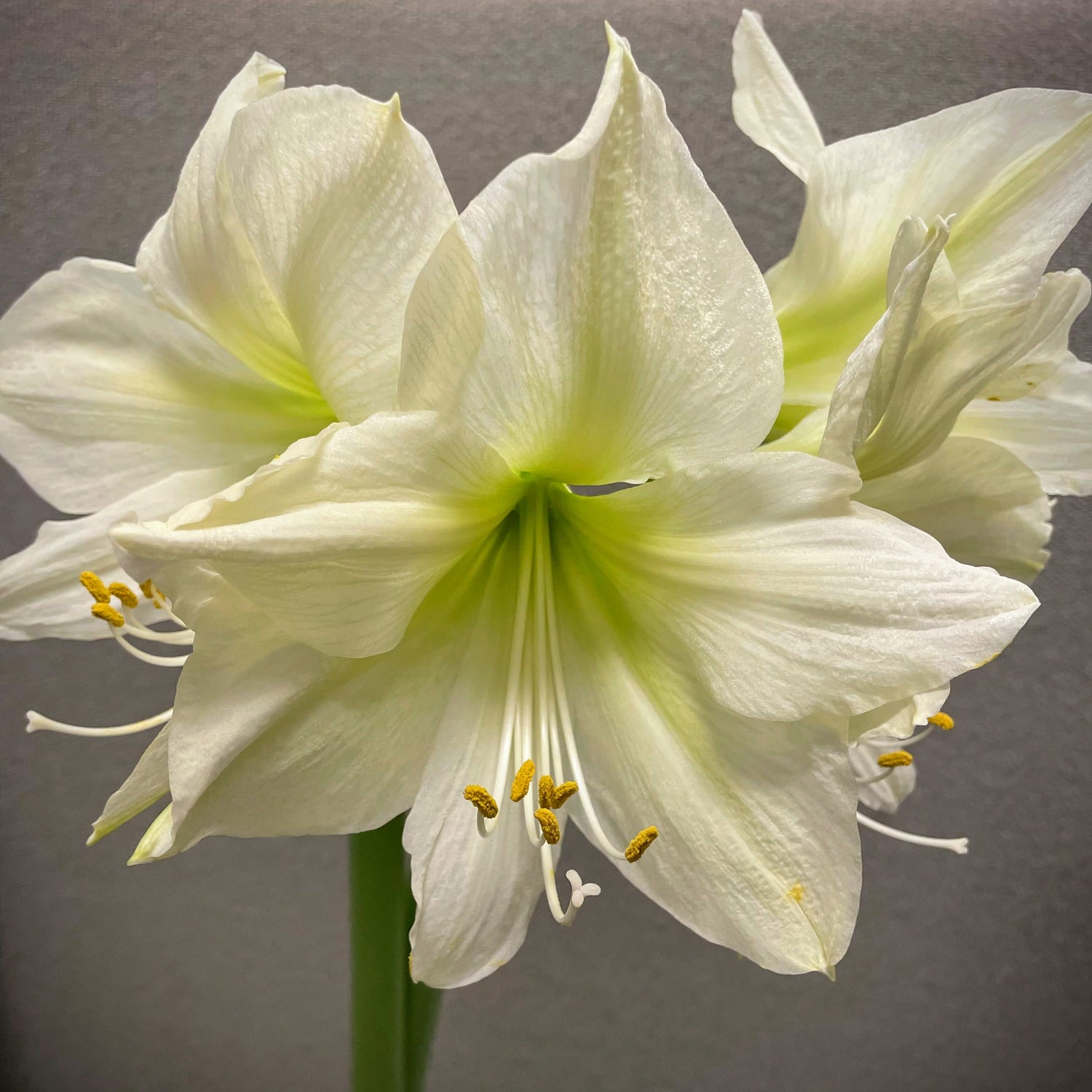 Dutch Amaryllis &