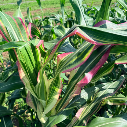 Japonica Striped Corn