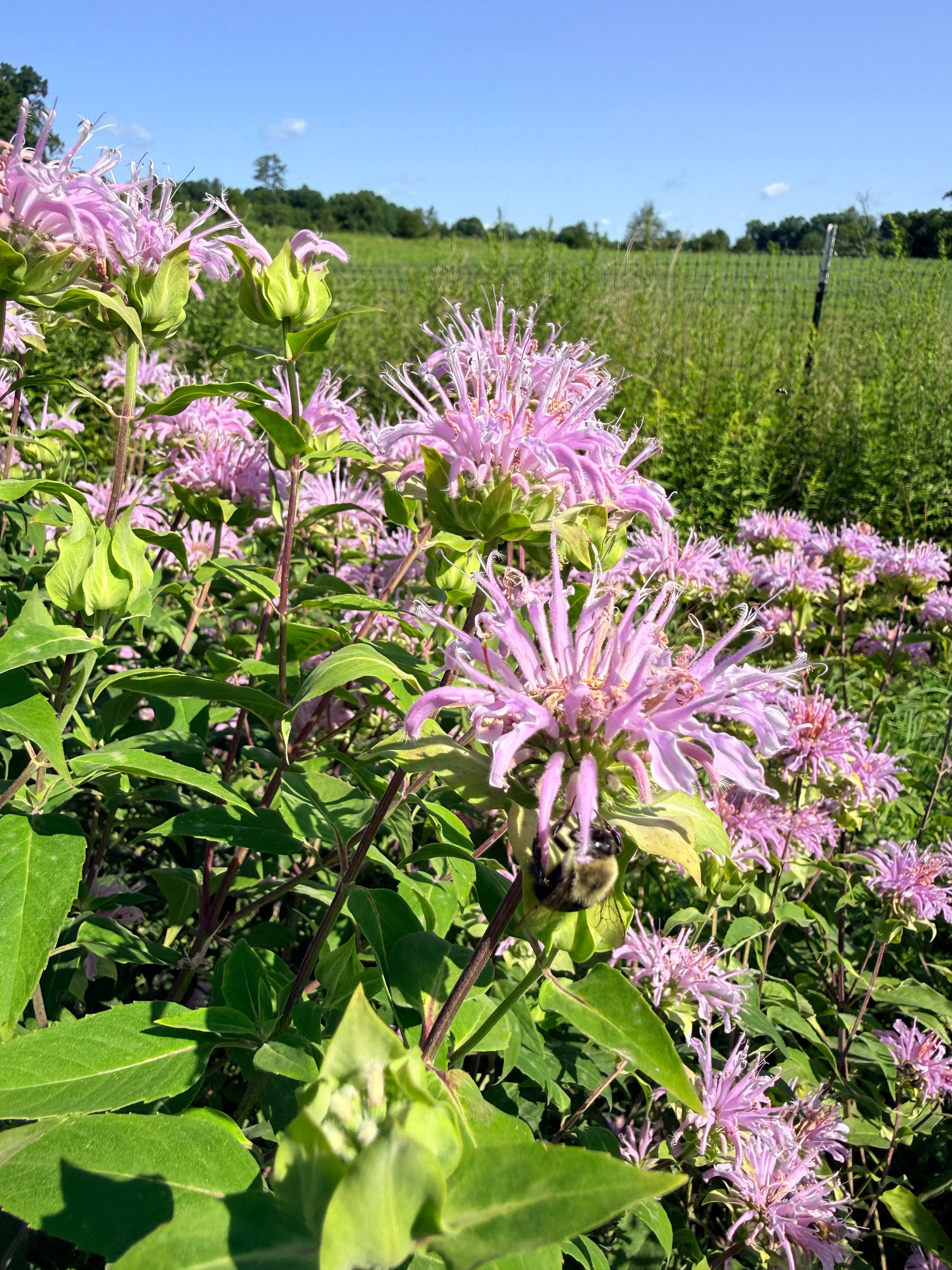 Wild Bergamot