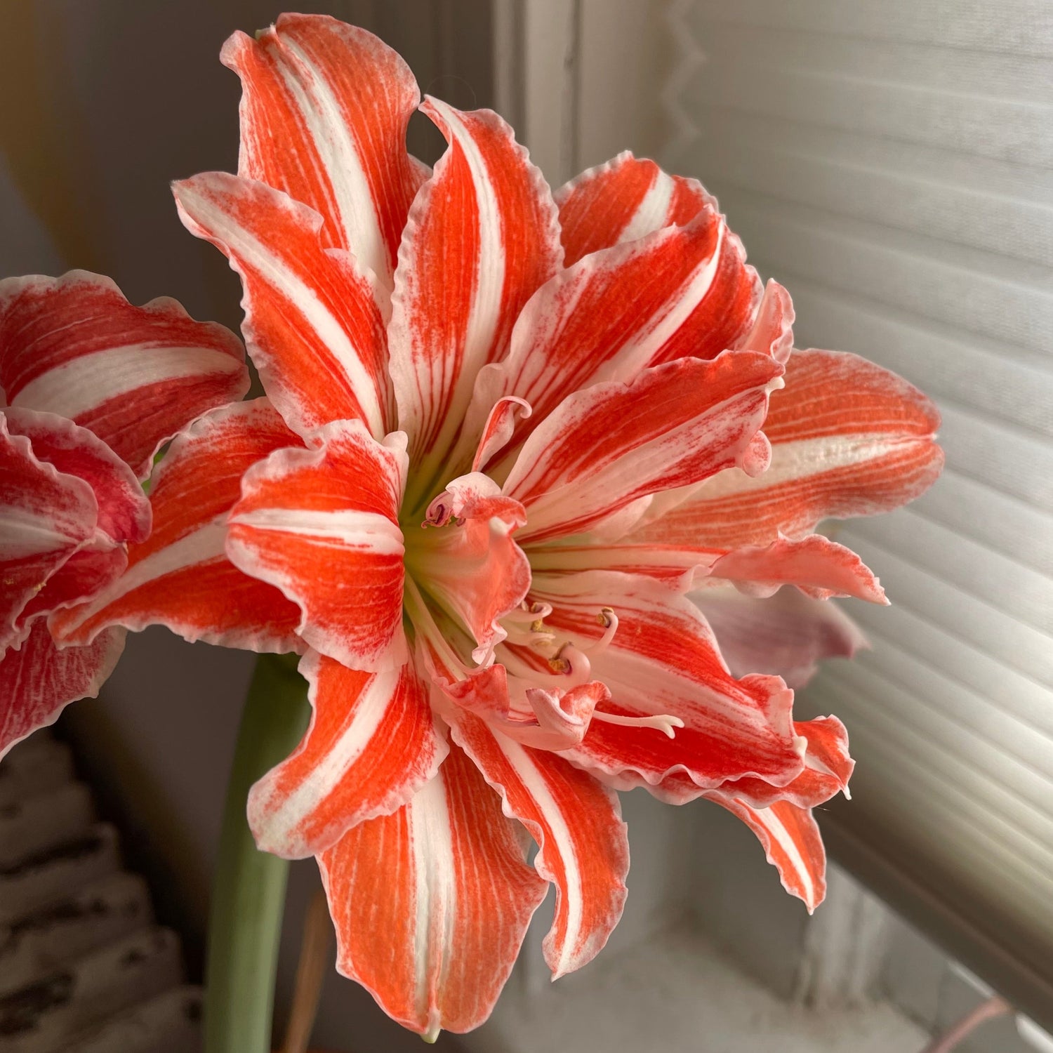 Dutch Amaryllis &