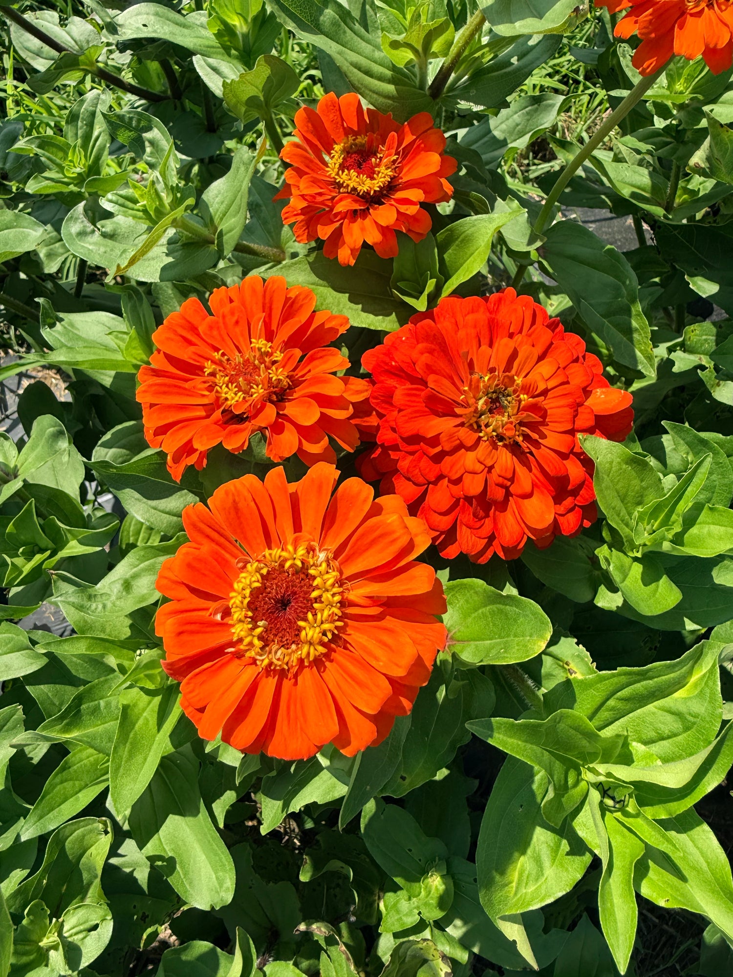 State Fair Zinnia