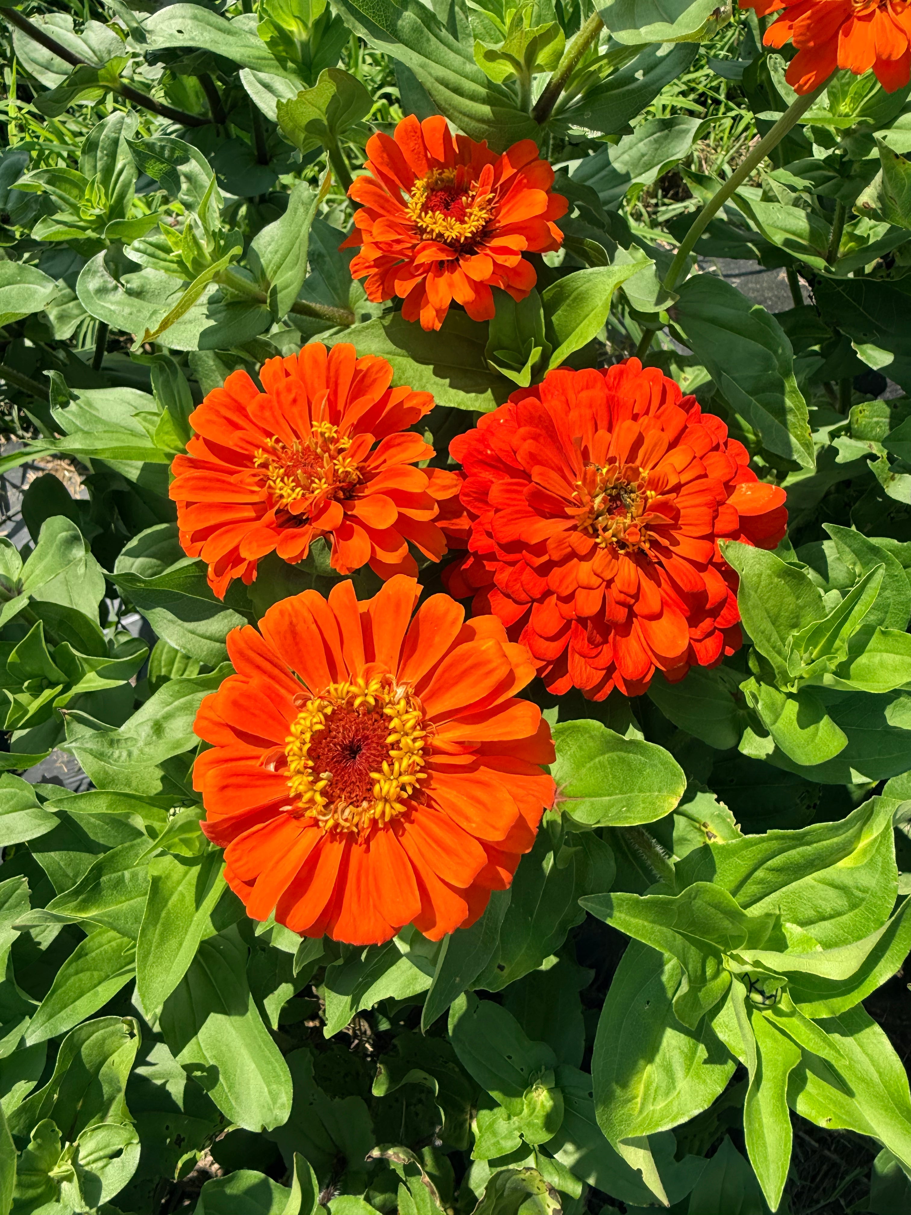State Fair Zinnia