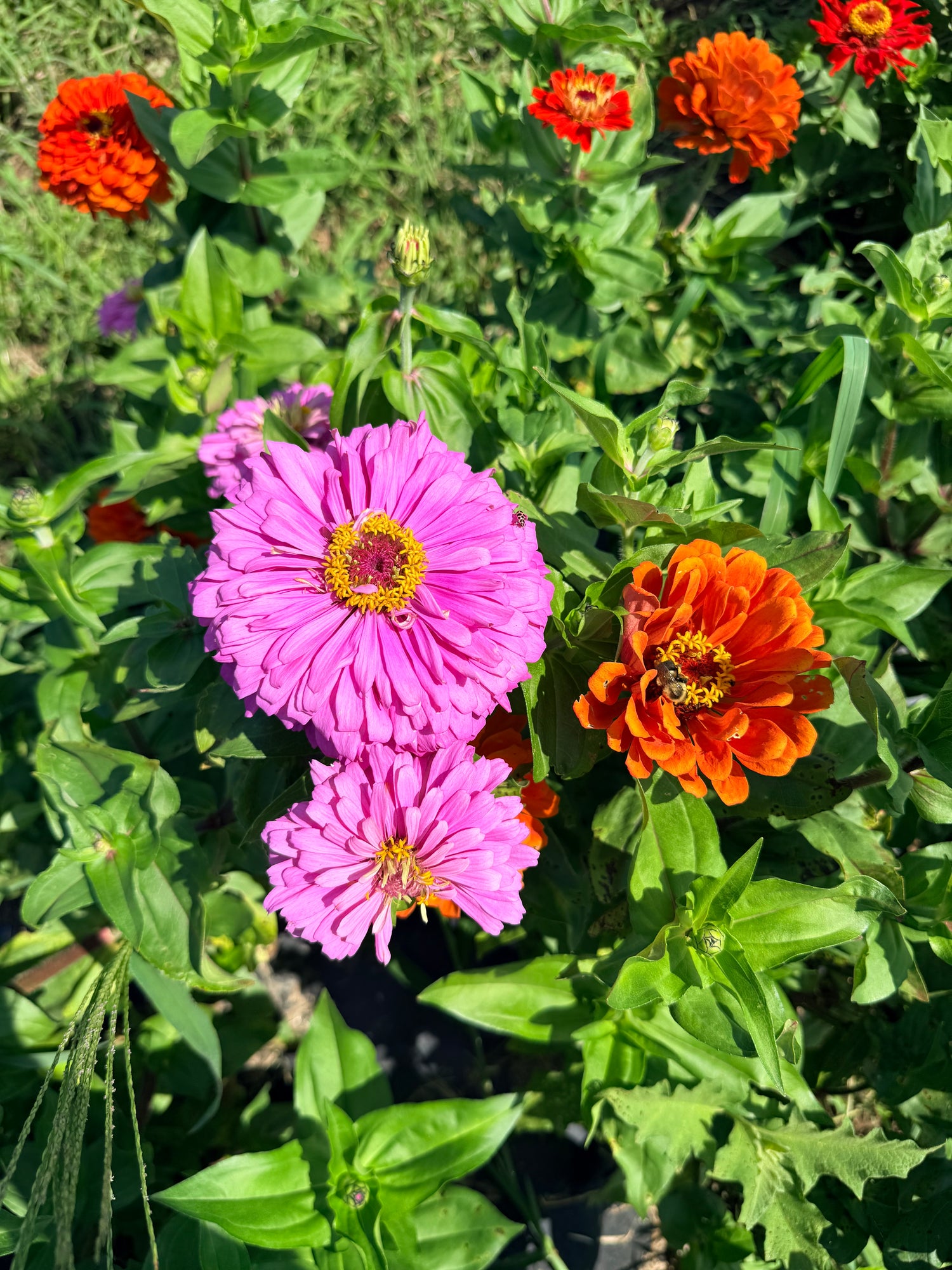 State Fair Zinnia