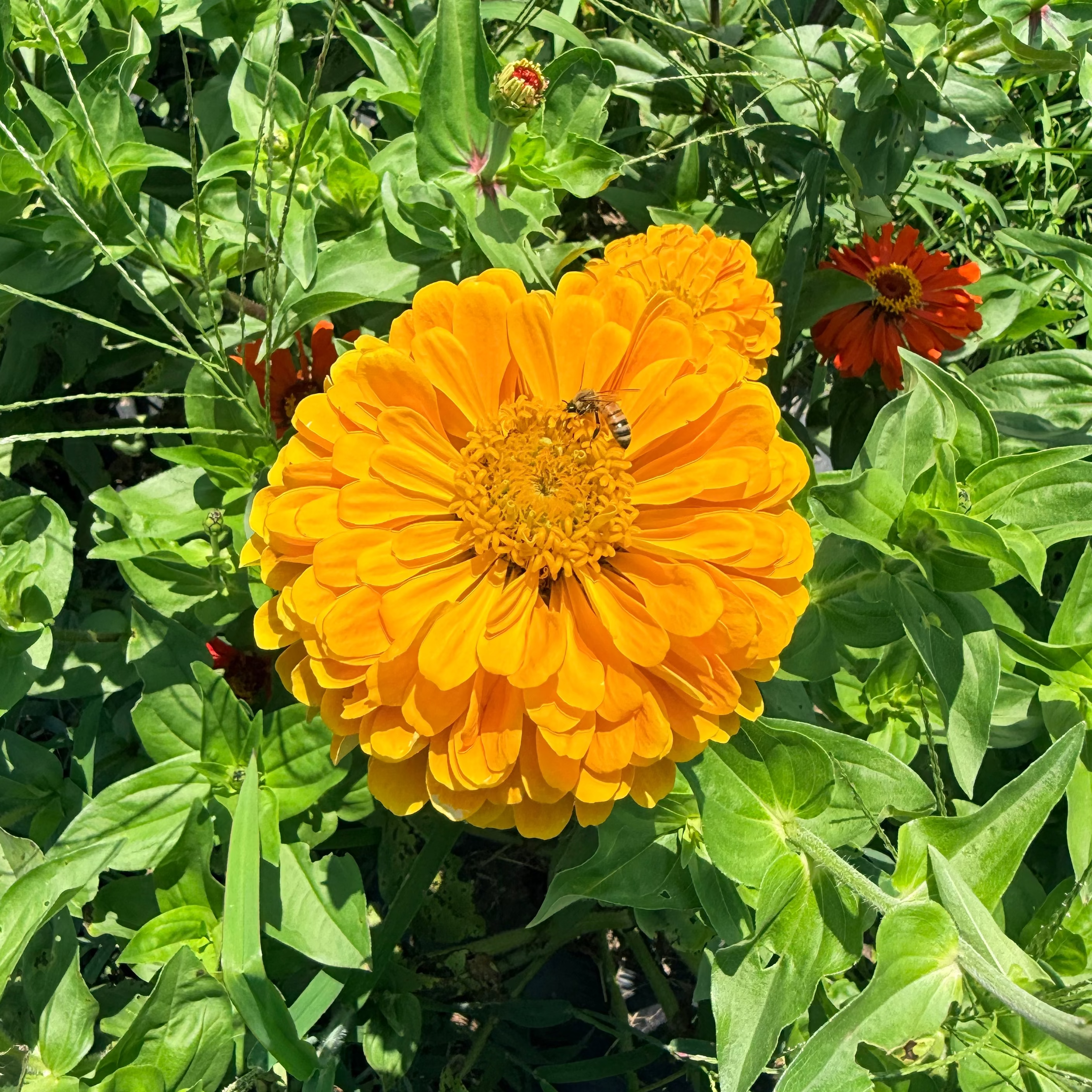 State Fair Zinnia