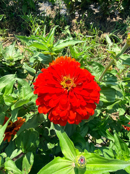 State Fair Zinnia