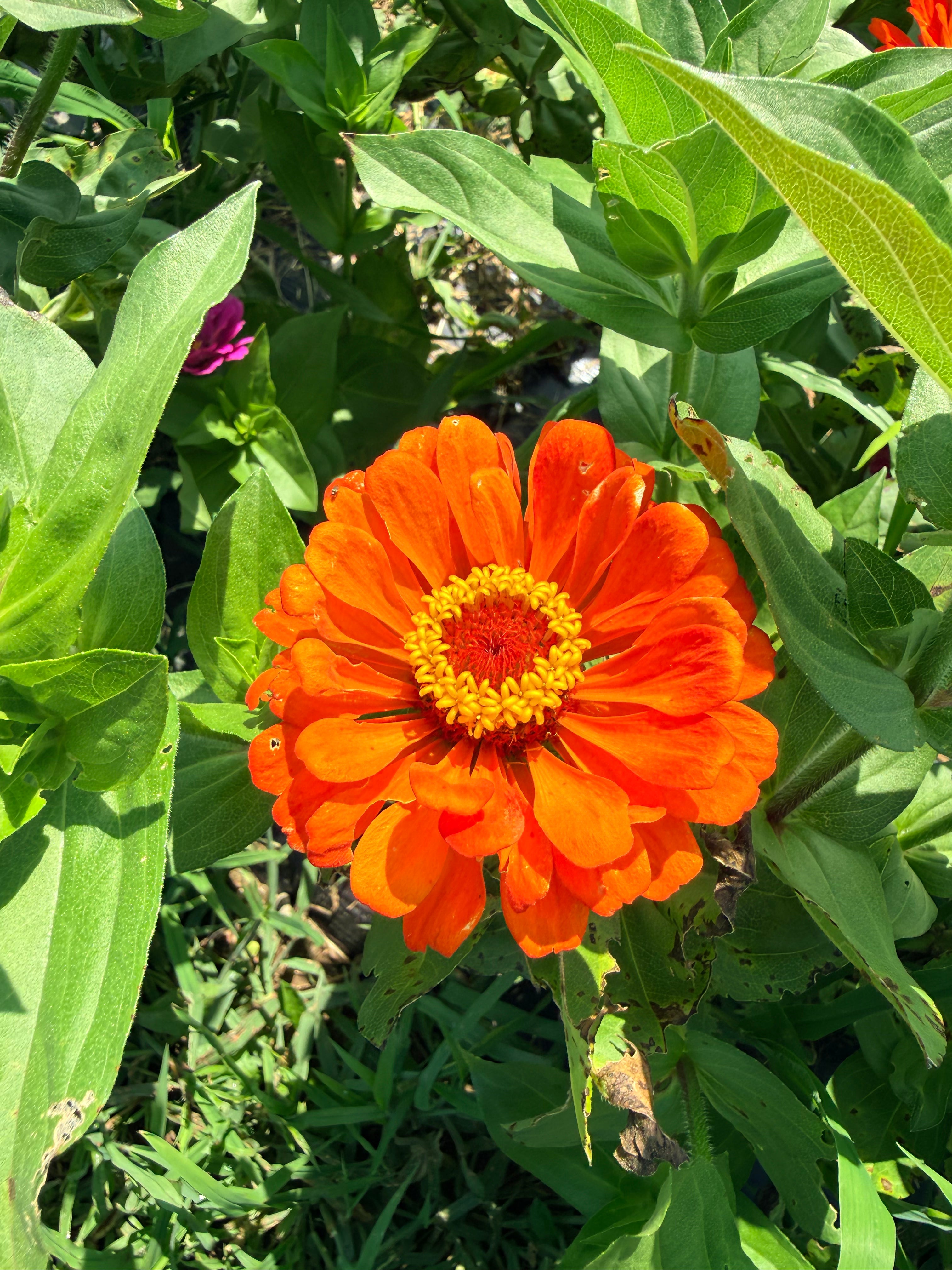 State Fair Zinnia