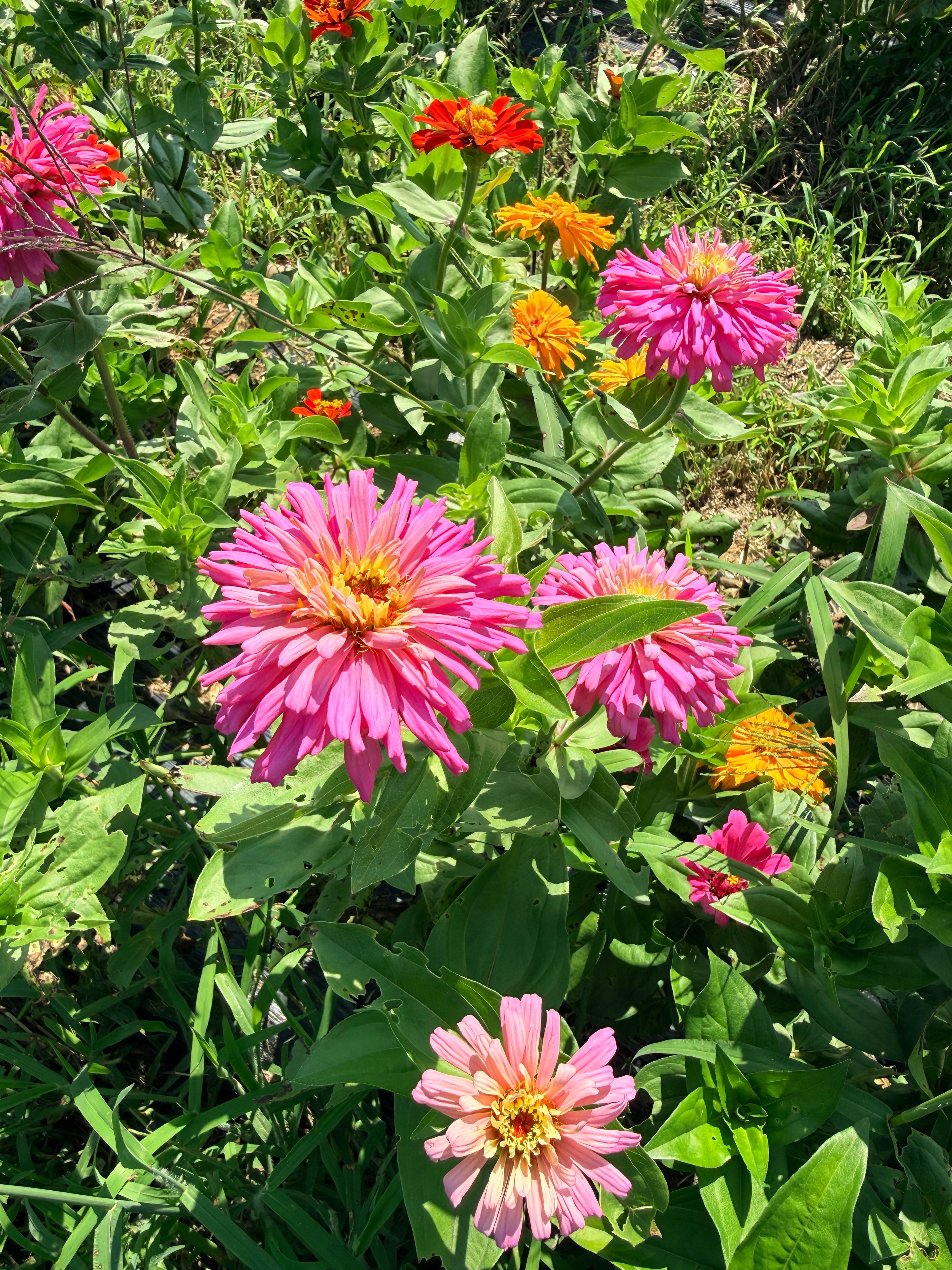 State Fair Zinnia