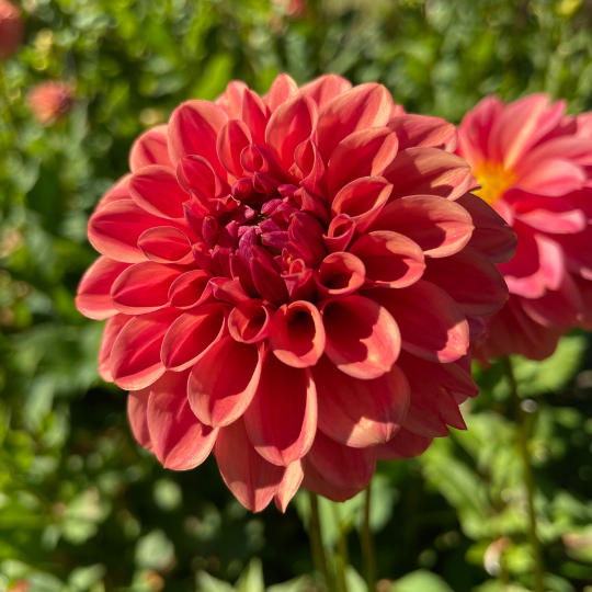 Ice Tea Dahlia