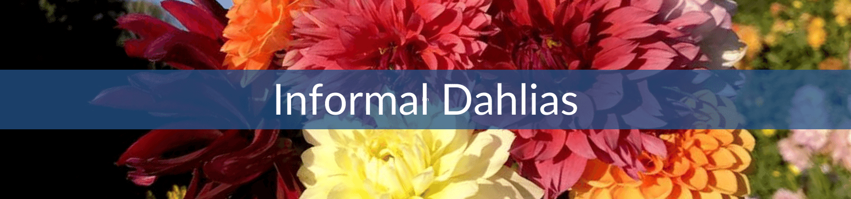 Informal Dahlias.png__PID:e437f915-6f4f-4b52-9c3f-f0a4e3108479