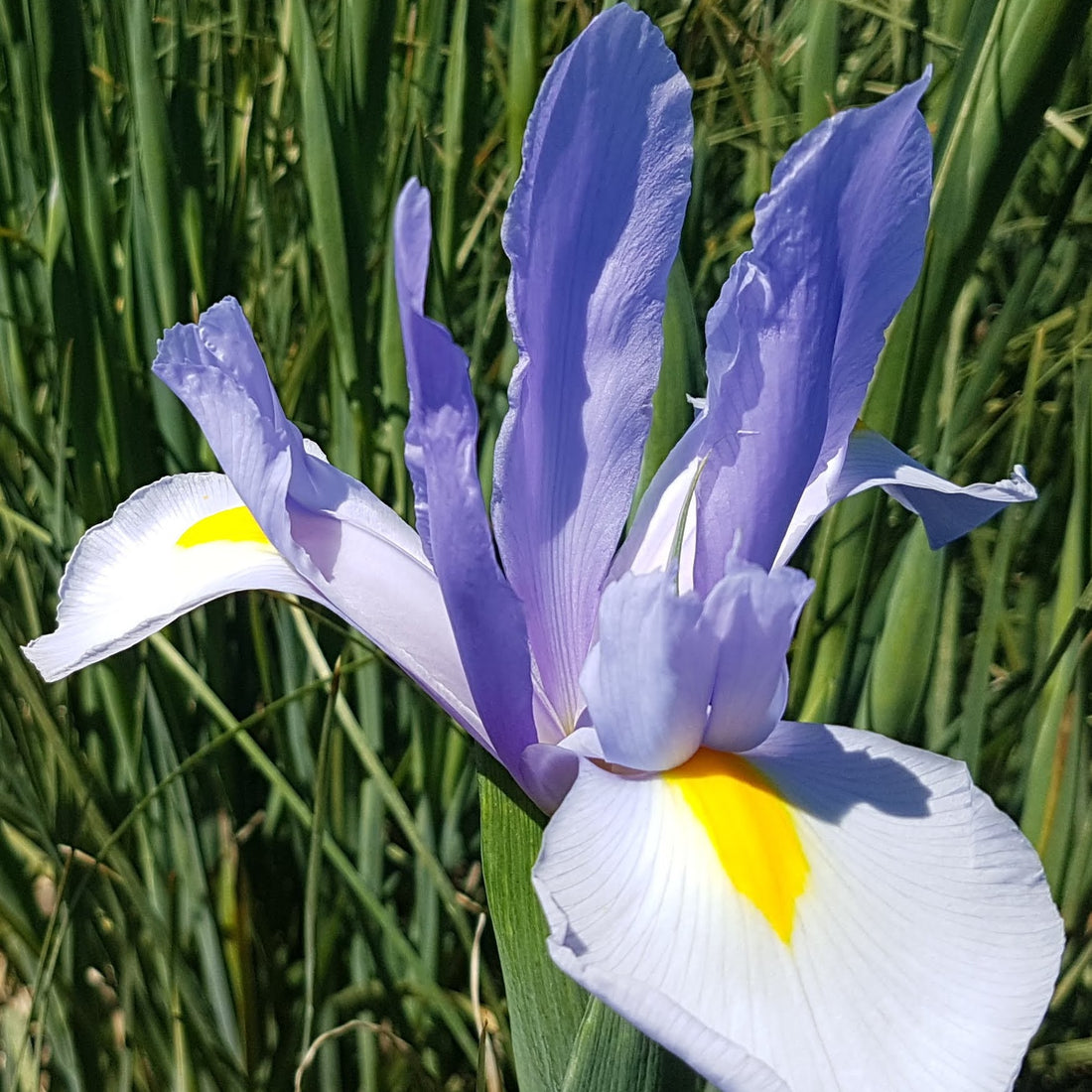 Dutch Iris &