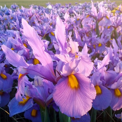 Dutch Iris &