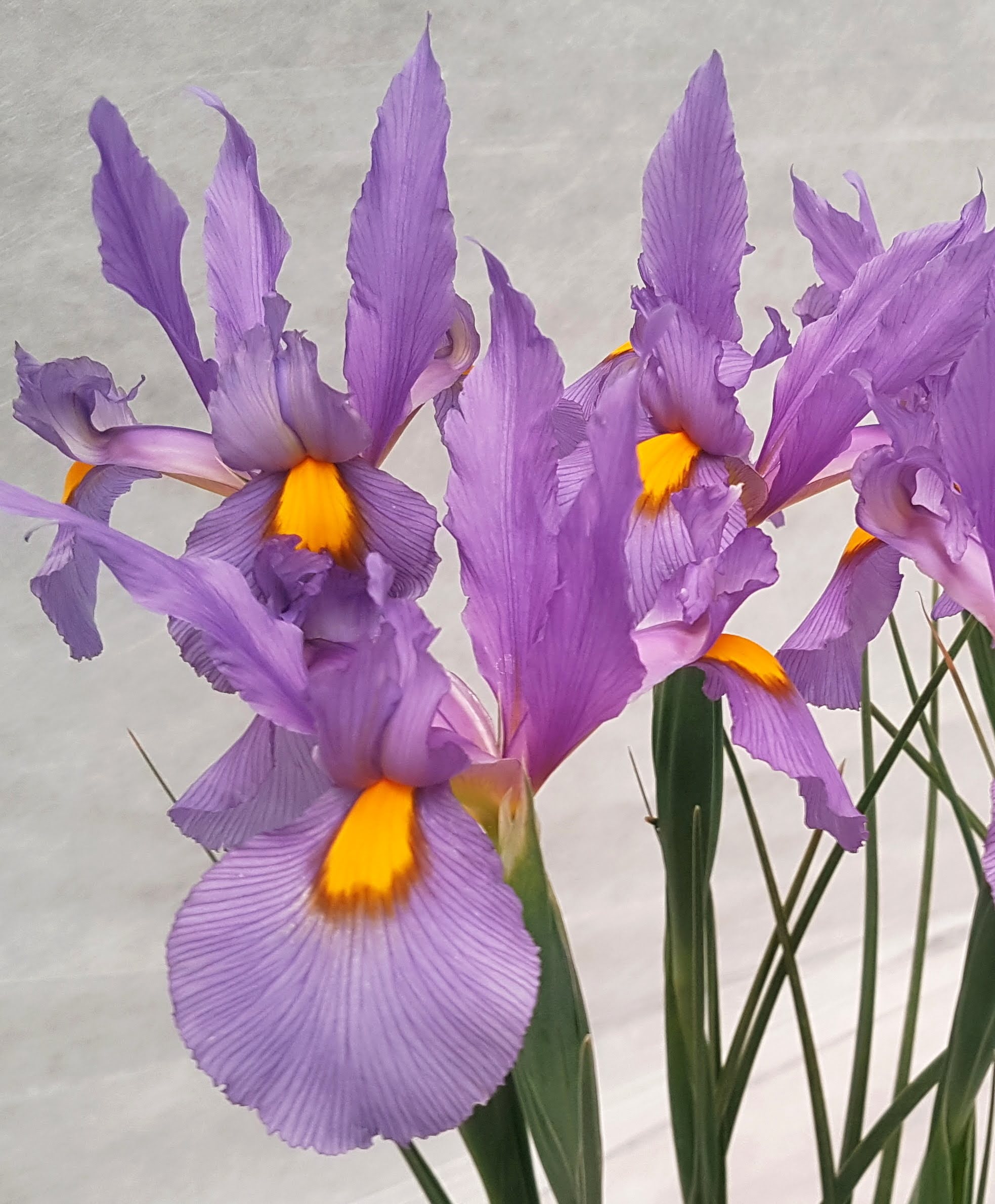 Dutch Iris &