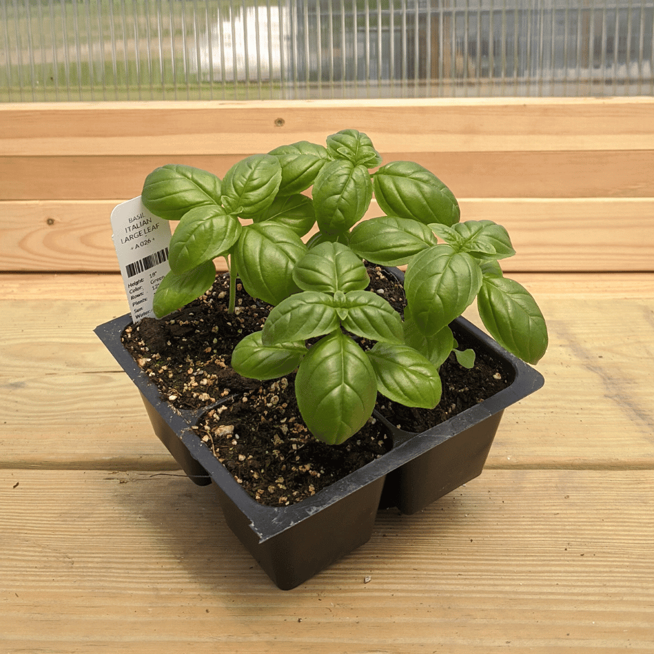 Italian Large Leaf Basil Seedlings