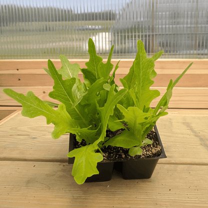 Italienischer Lettuce Seedlings