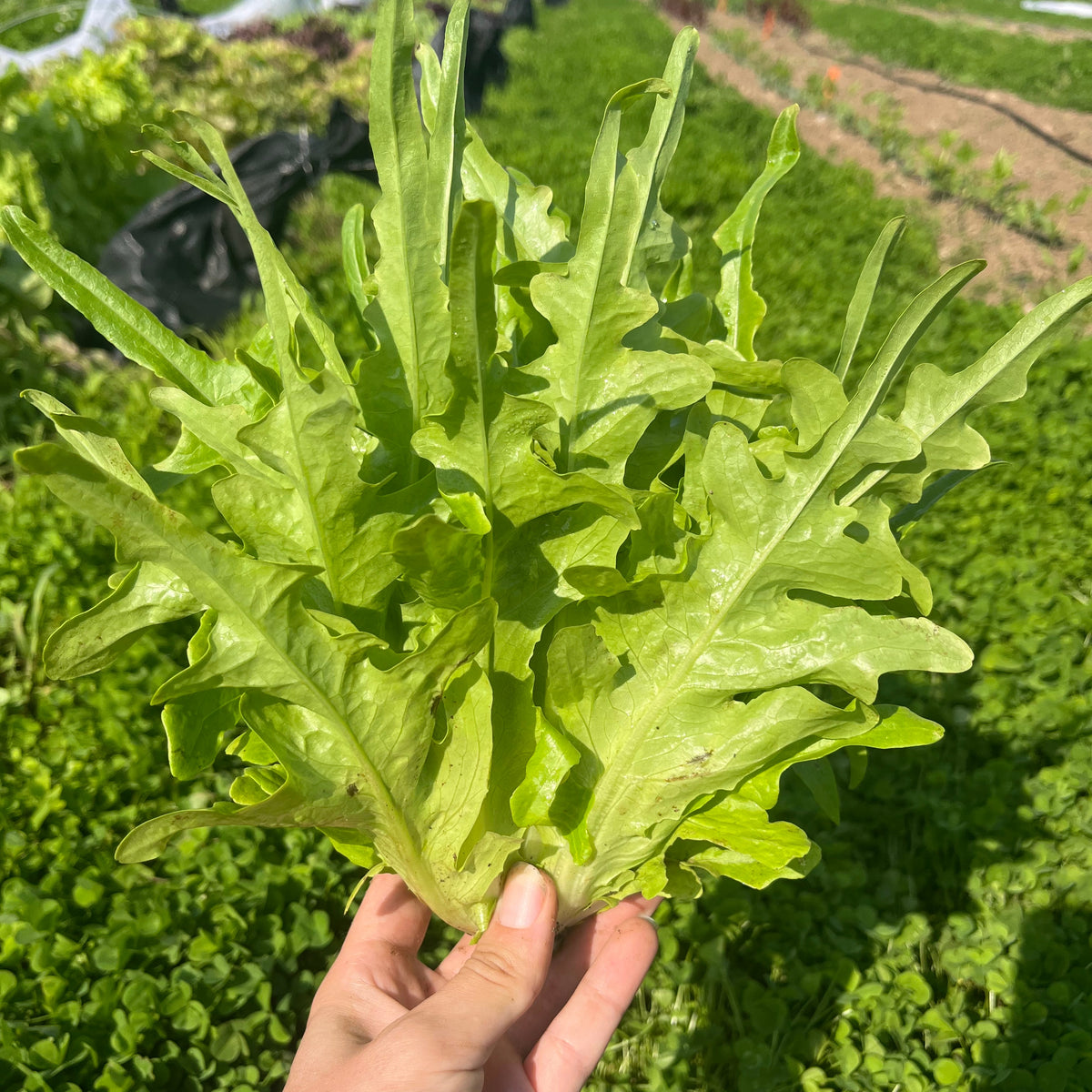 Italienischer Lettuce