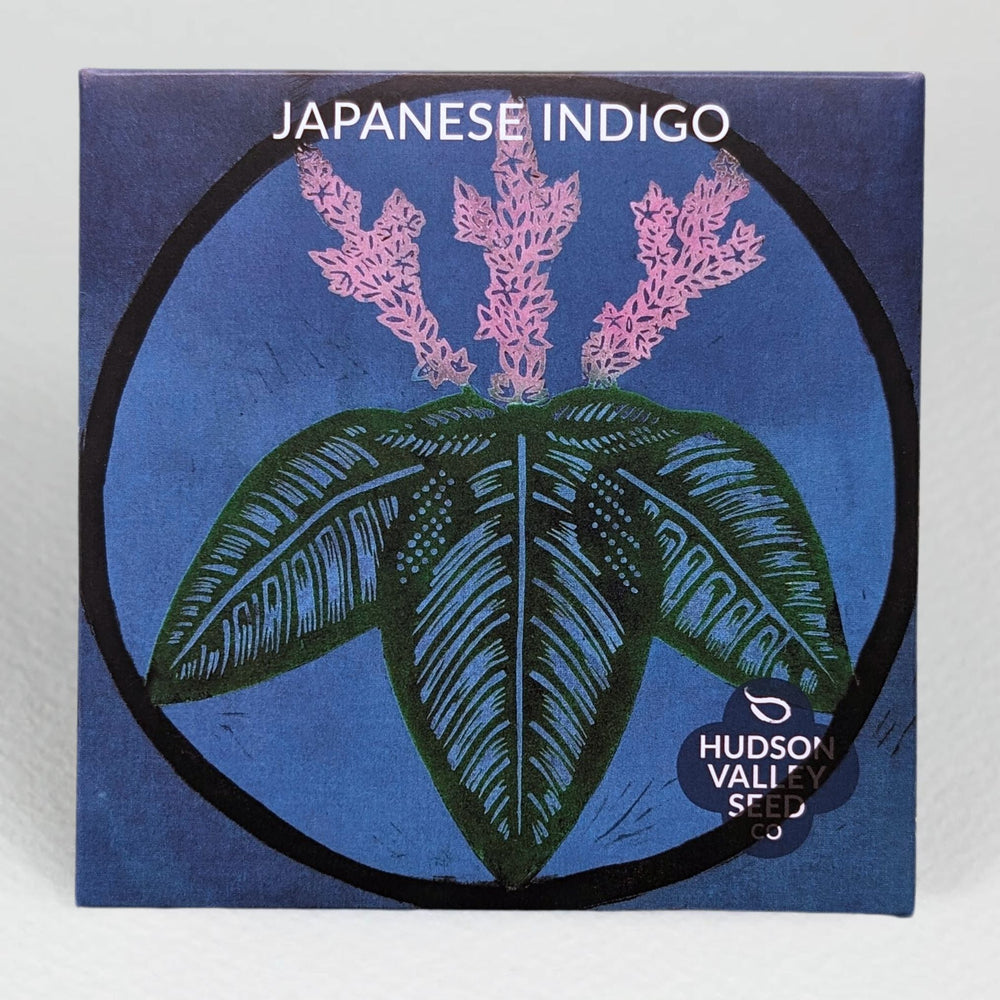 Japanese Indigo Seedlings