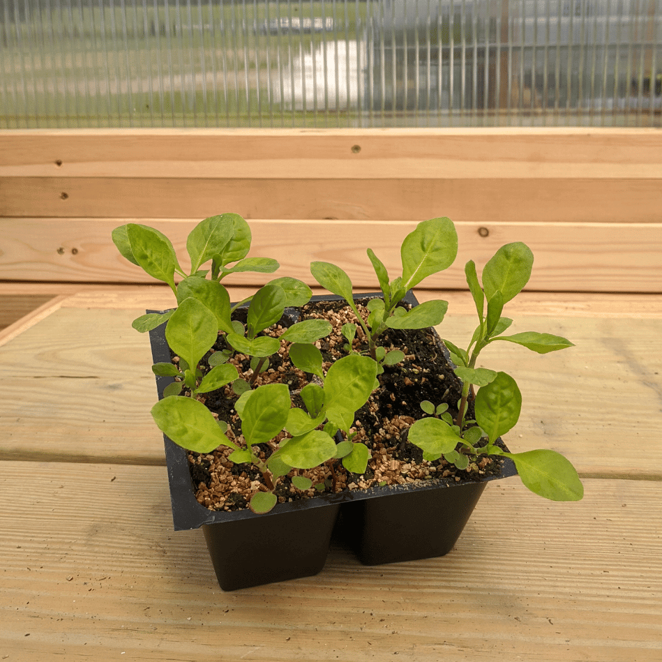 Japanese Indigo Seedlings