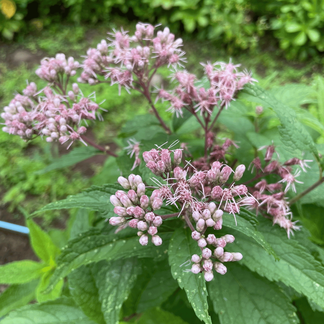 Joe Pye Weed (spotted)