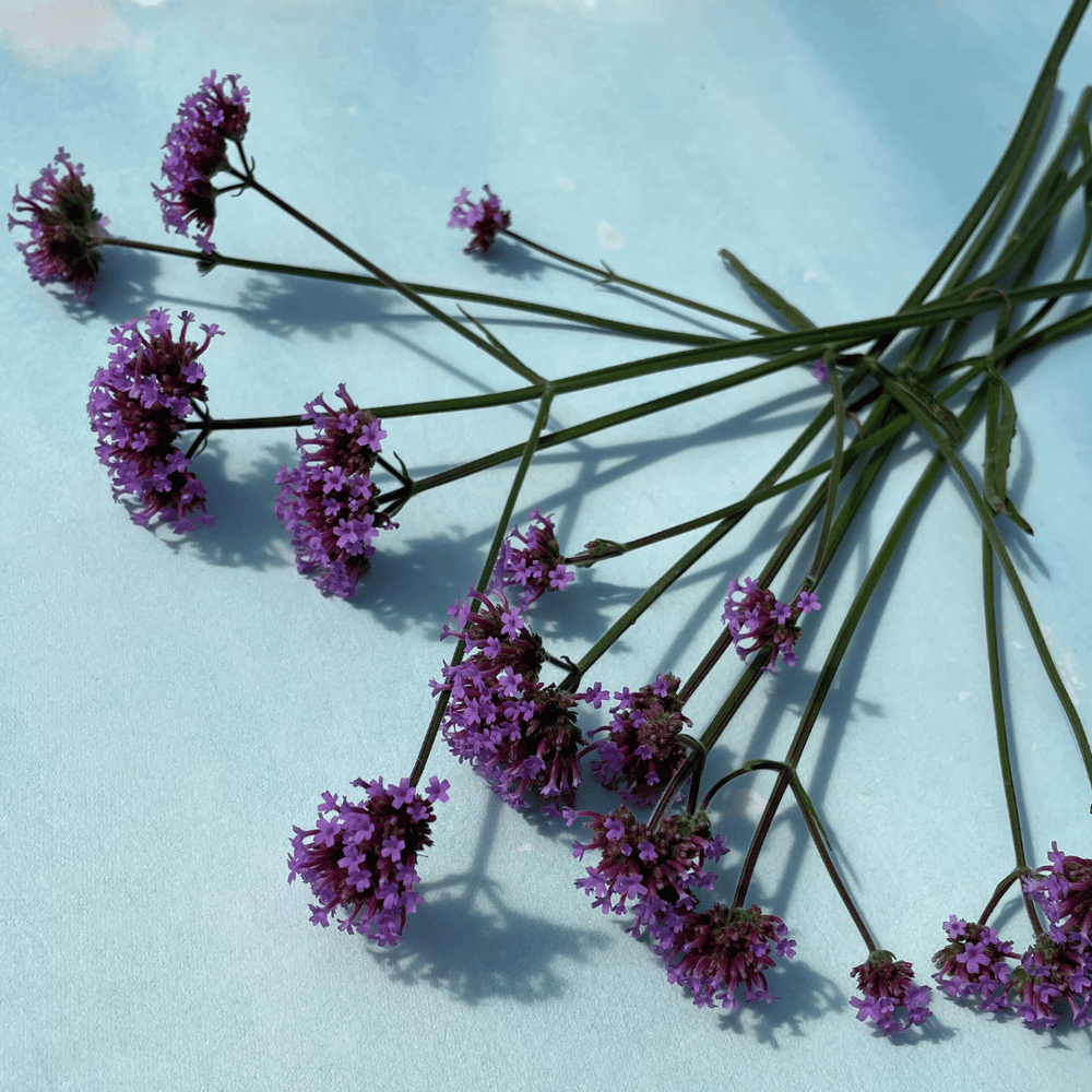 Purpletop Vervain Seedlings