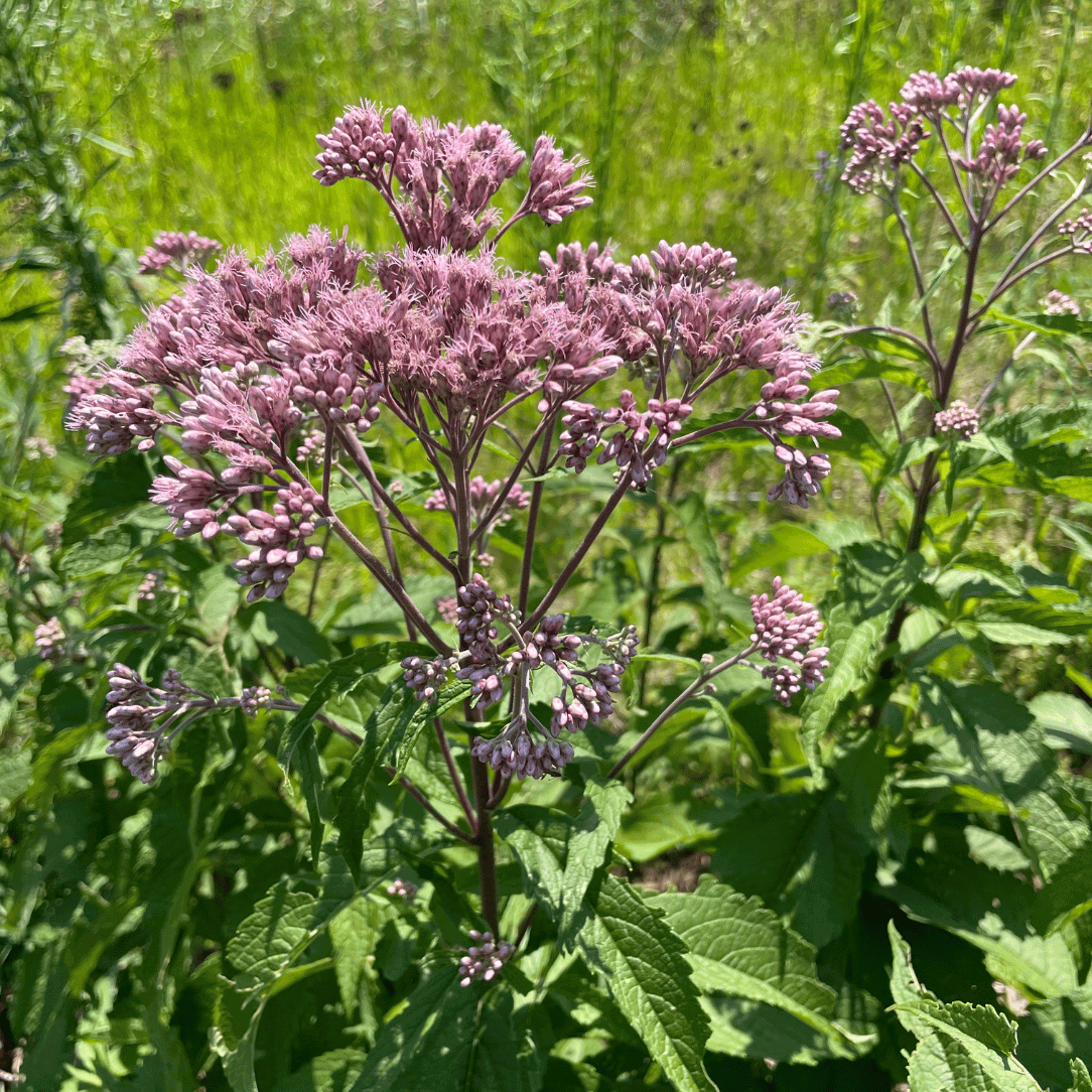 Joe Pye Weed (spotted)