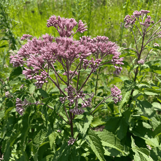 Joe Pye Weed (spotted) Seedlings