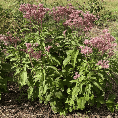 planting joe pye weed seeds Joe Pye Weed (spotted)