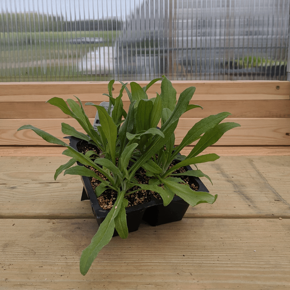 Jubilee Gem Bachelor Buttons Seedlings