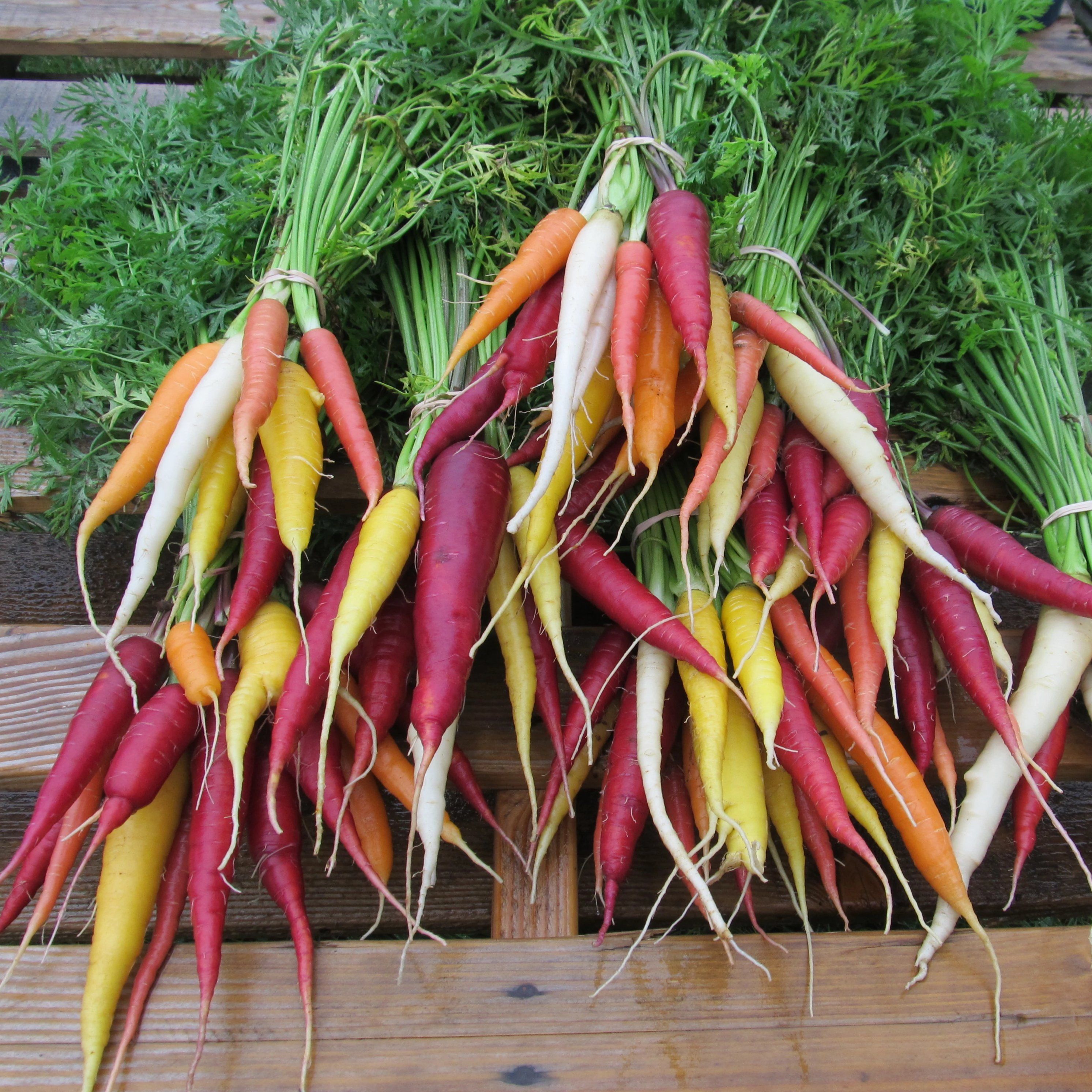 Kaleidoscope-Carrots-vendor-unknown-1630674951_54817ede-9aa5-4324-8109-065683a6bd2f.jpg__PID:df0a0ae7-a79a-46b7-8f97-3a5a98d16114