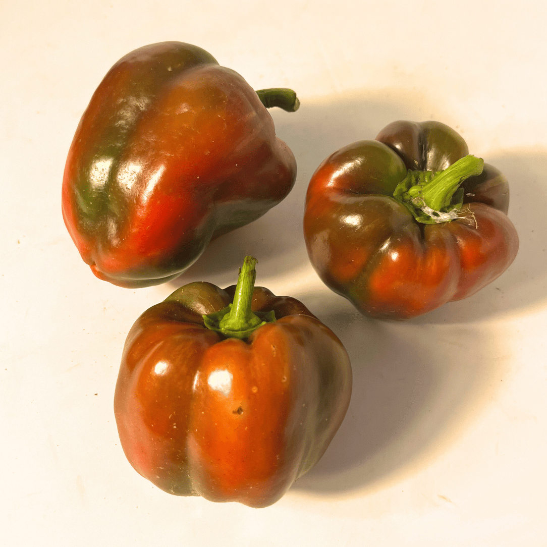 Keystone Giant Pepper