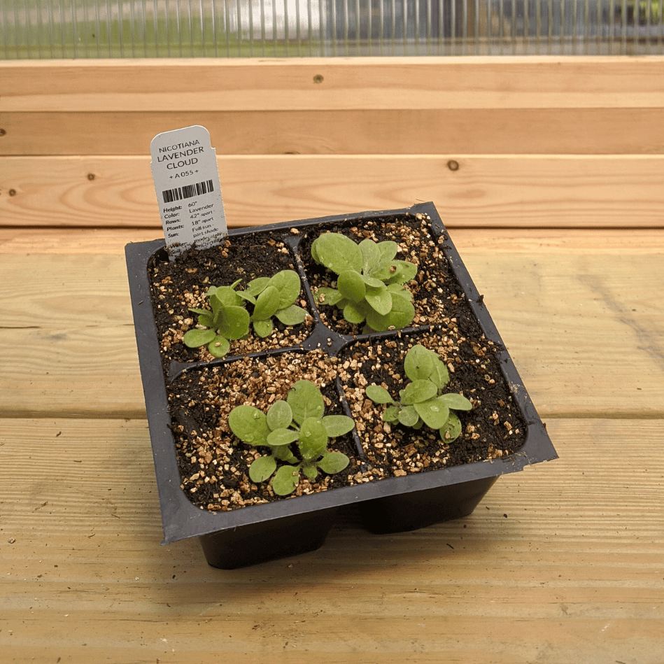 Lavender Cloud Nicotiana Seedlings