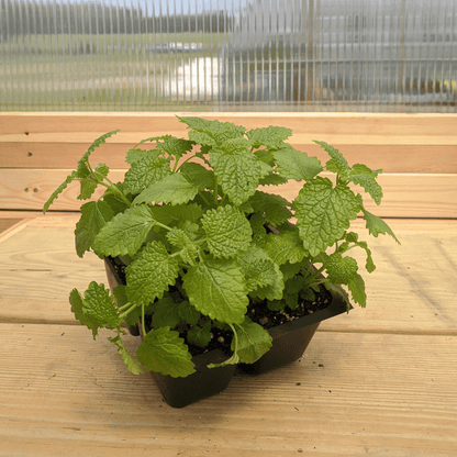 lemon balm hanging plant Lemon Balm Seedlings