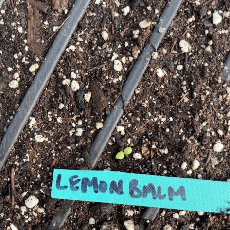 Lemon Balm Seedlings