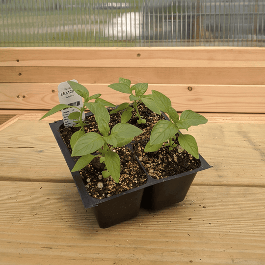 Lemon Basil Seedlings
