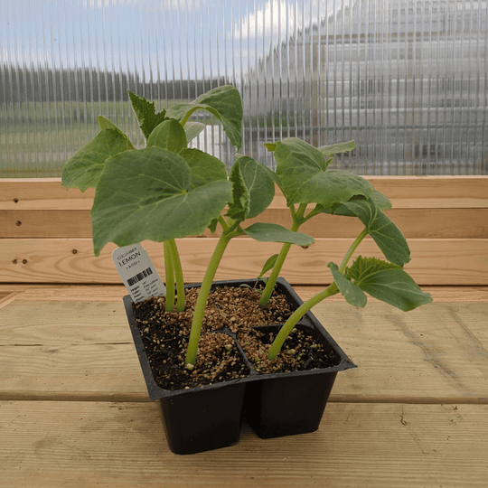 Lemon Cucumber Seedlings