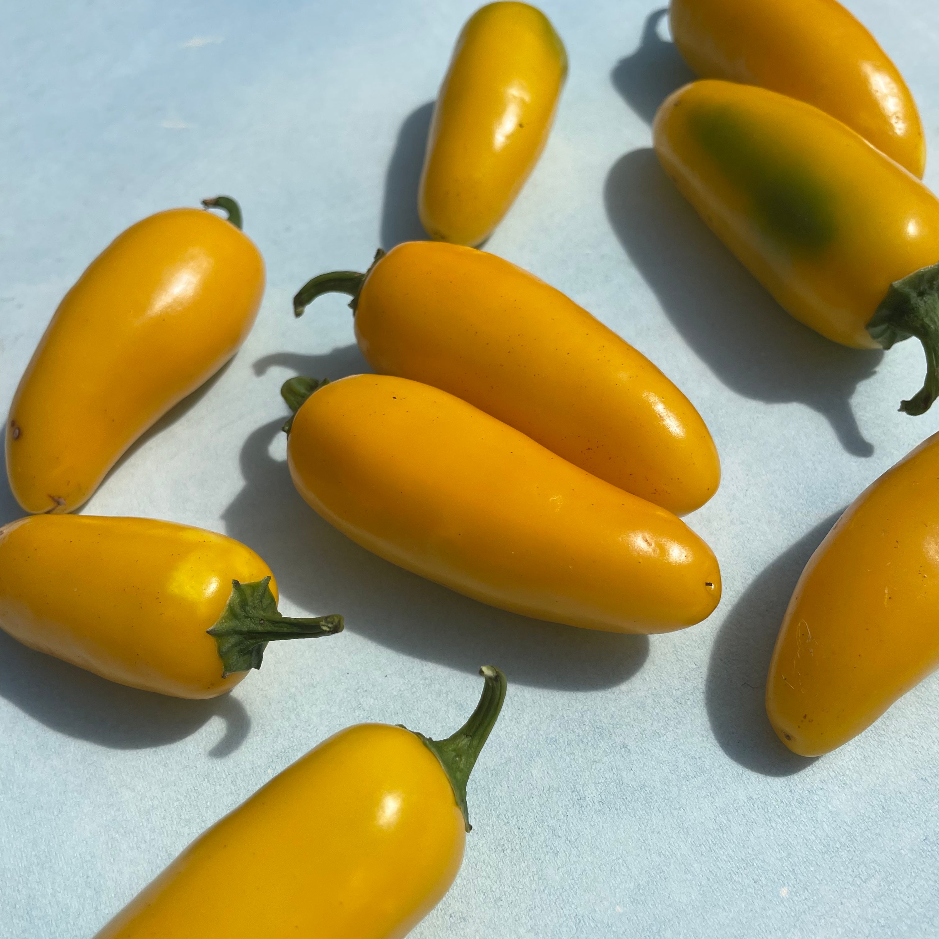 みかんの丘('13エストニア/ジョージア) Lemon Spice Jalapeño Pepper | Hudson Valley Seed Company