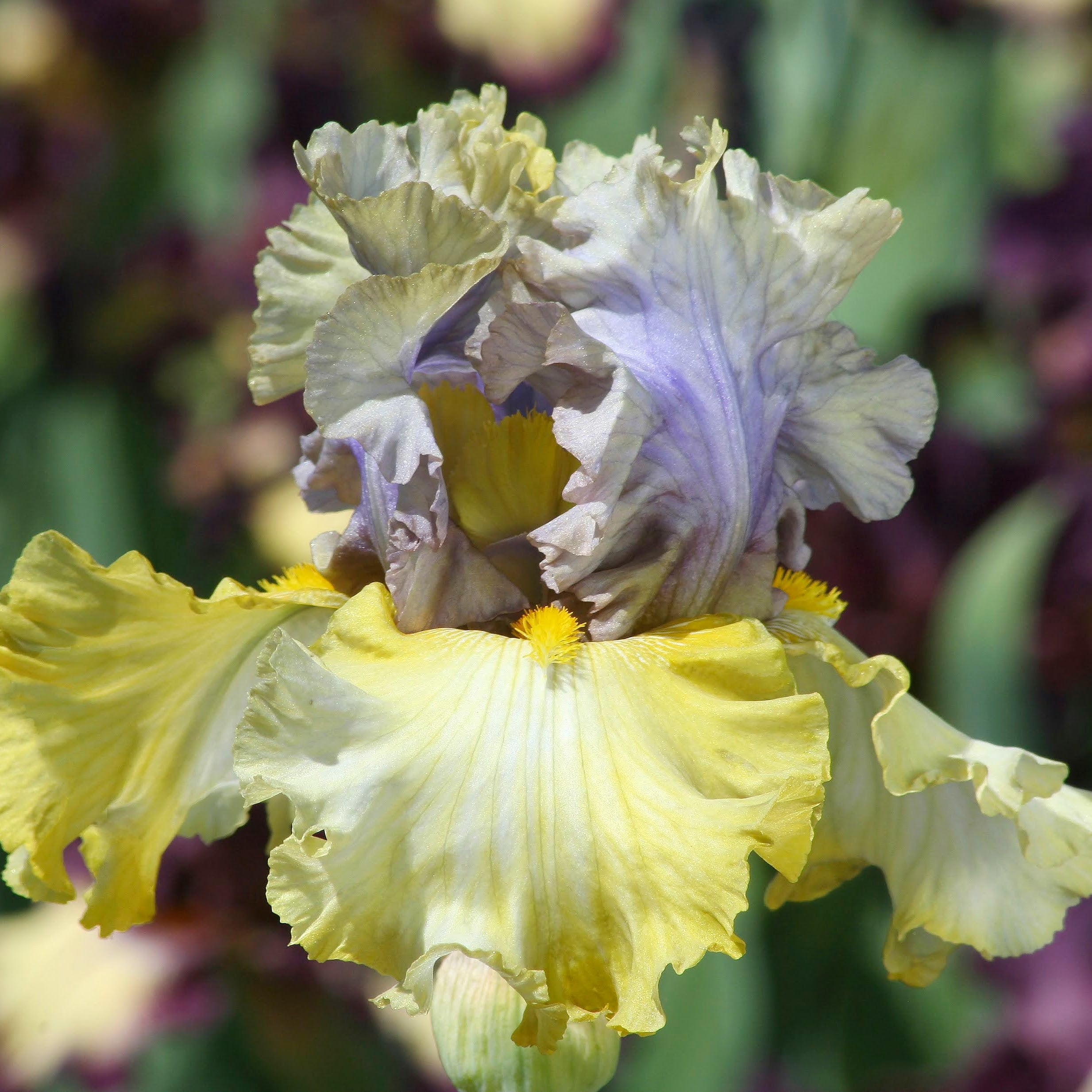 Bearded Iris &