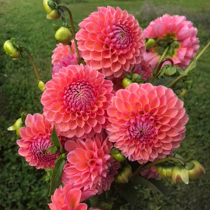 ball dahlia seeds Linda's Baby Dahlia Tuber