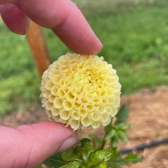 Little Scottie Dahlia Tuber