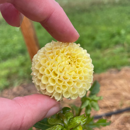 Little Scottie Dahlia Tuber