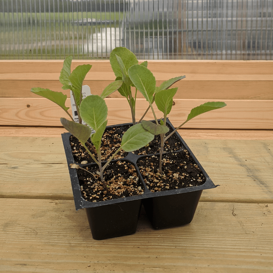 Long Island Improved Brussels Sprouts Seedlings