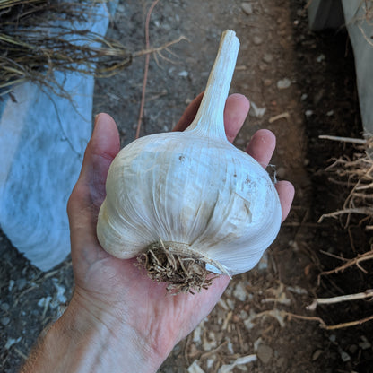 Elephant Garlic