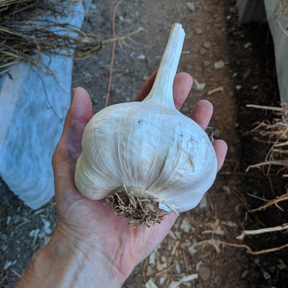 Elephant Garlic Hudson Valley Seed Company elephant-garlic-hudson-valley-seed-company