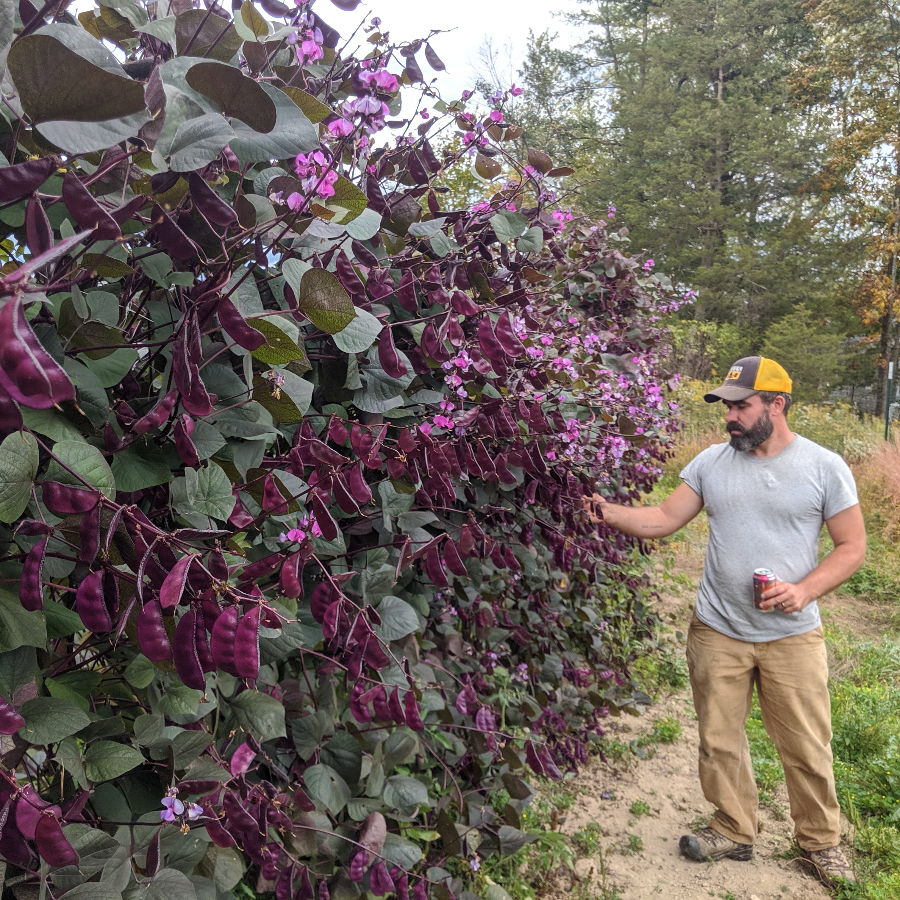 Ruby Moon Hyacinth Bean