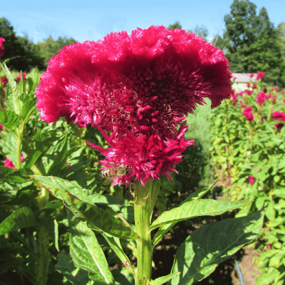 Mammoth Magenta Celosia