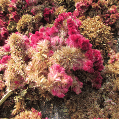 Mammoth Magenta Celosia Seedlings