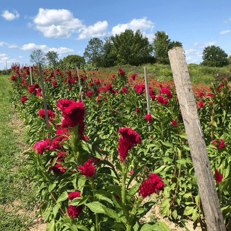 Mammoth Magenta Celosia Seedlings