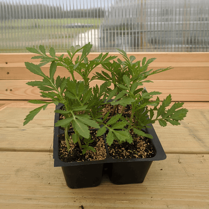 Marigold Medley Seedlings