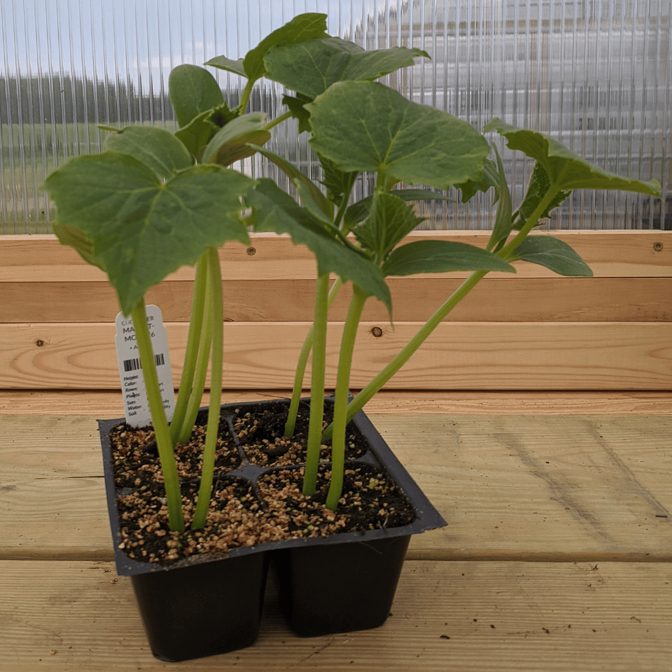 Marketmore 76 Cucumber Seedlings