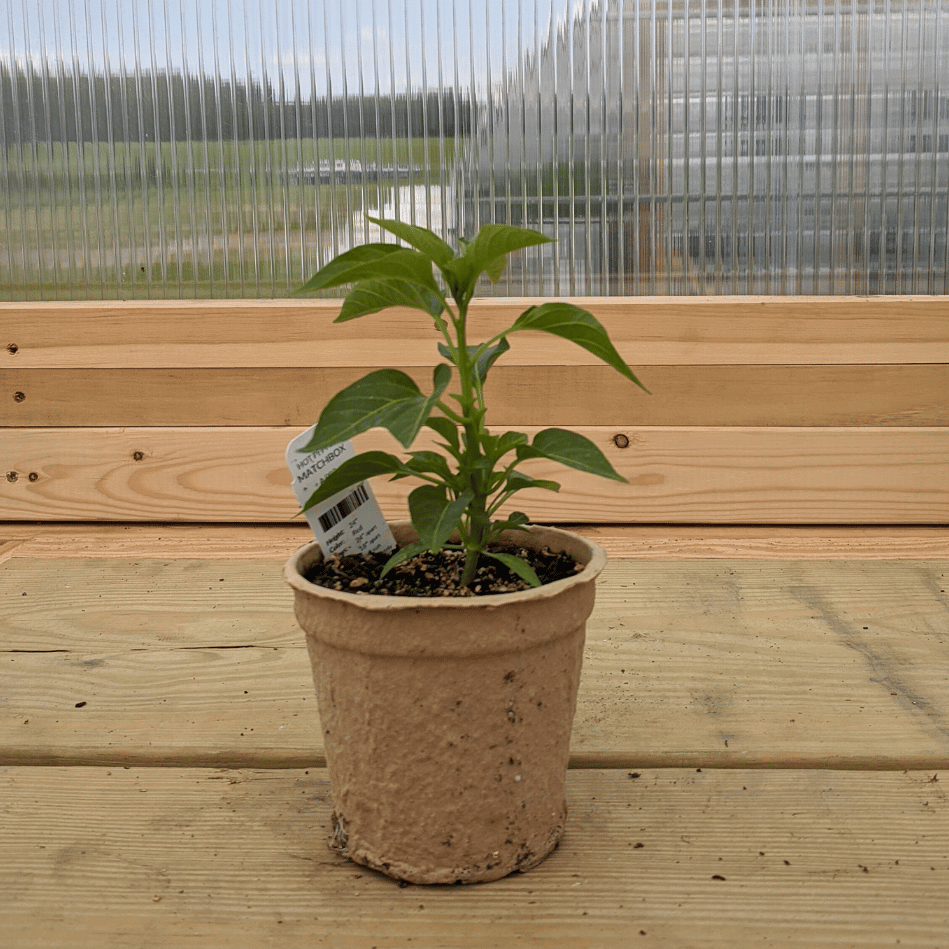 Matchbox Pepper Seedlings