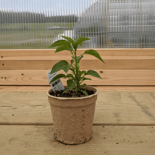 Matchbox Pepper Seedlings